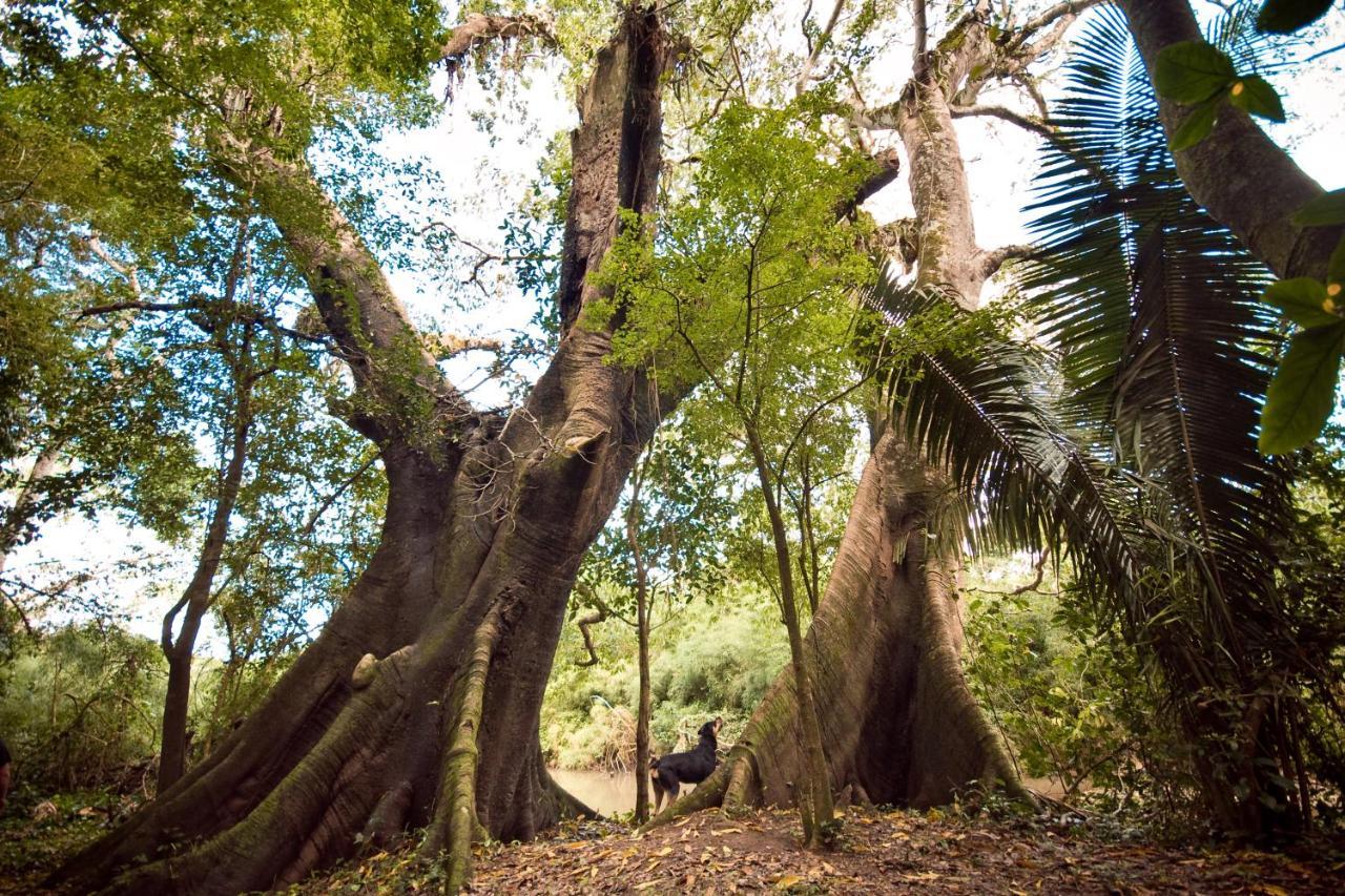 Lower Dover Jungle Lodge & Maya Ruins Unitedville Esterno foto