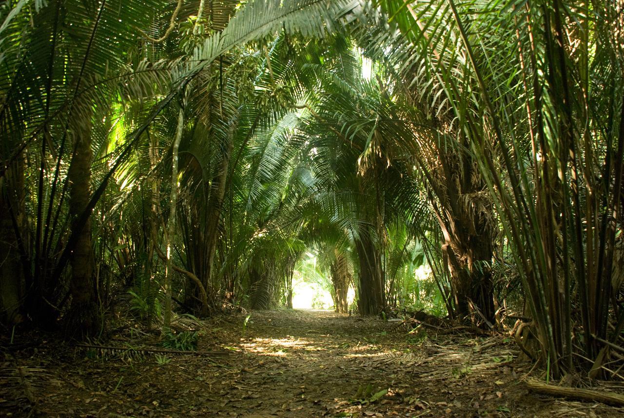 Lower Dover Jungle Lodge & Maya Ruins Unitedville Esterno foto