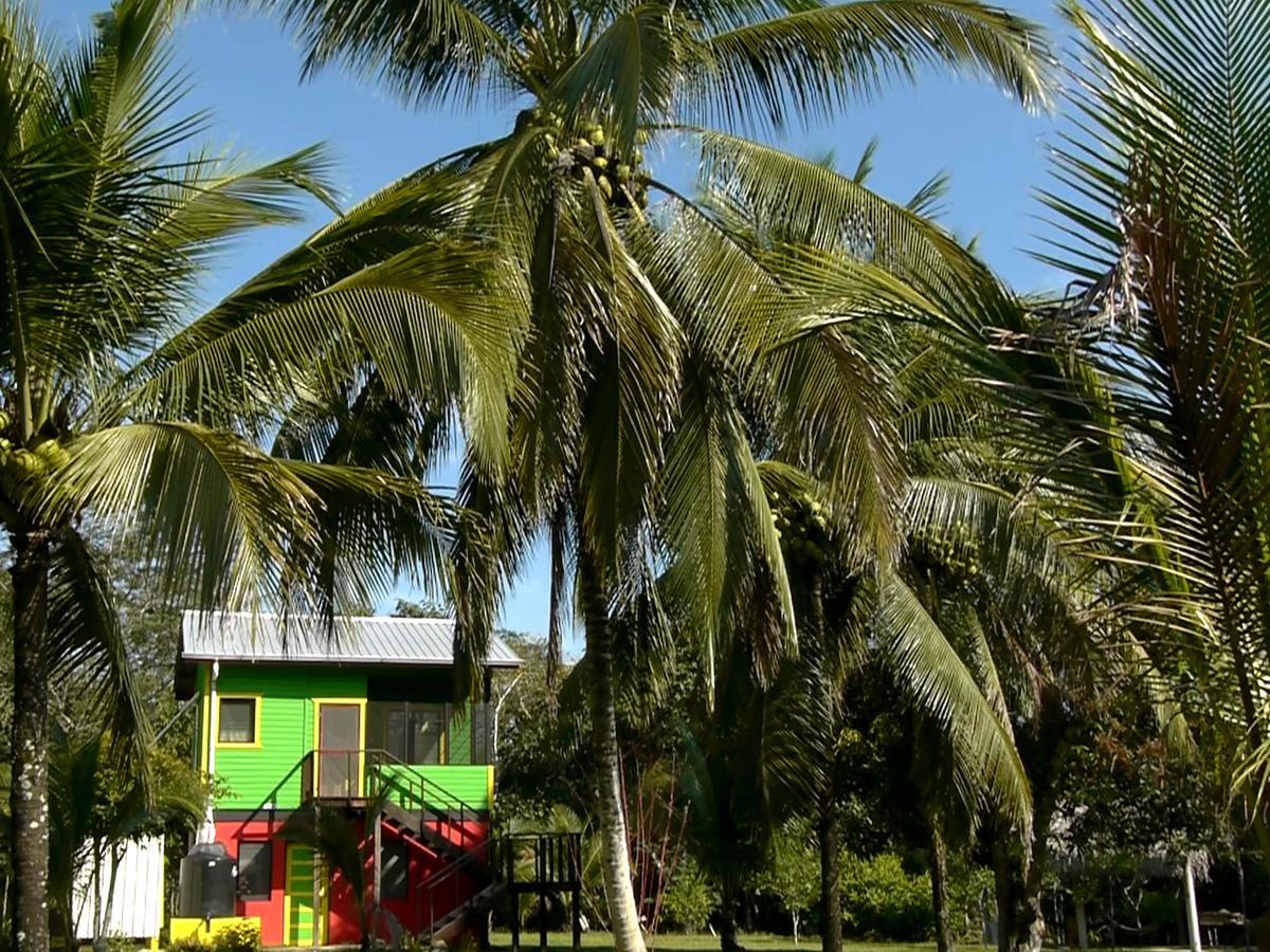 Lower Dover Jungle Lodge & Maya Ruins Unitedville Esterno foto